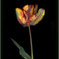 Parrot Tulip - Alana Starkweather
